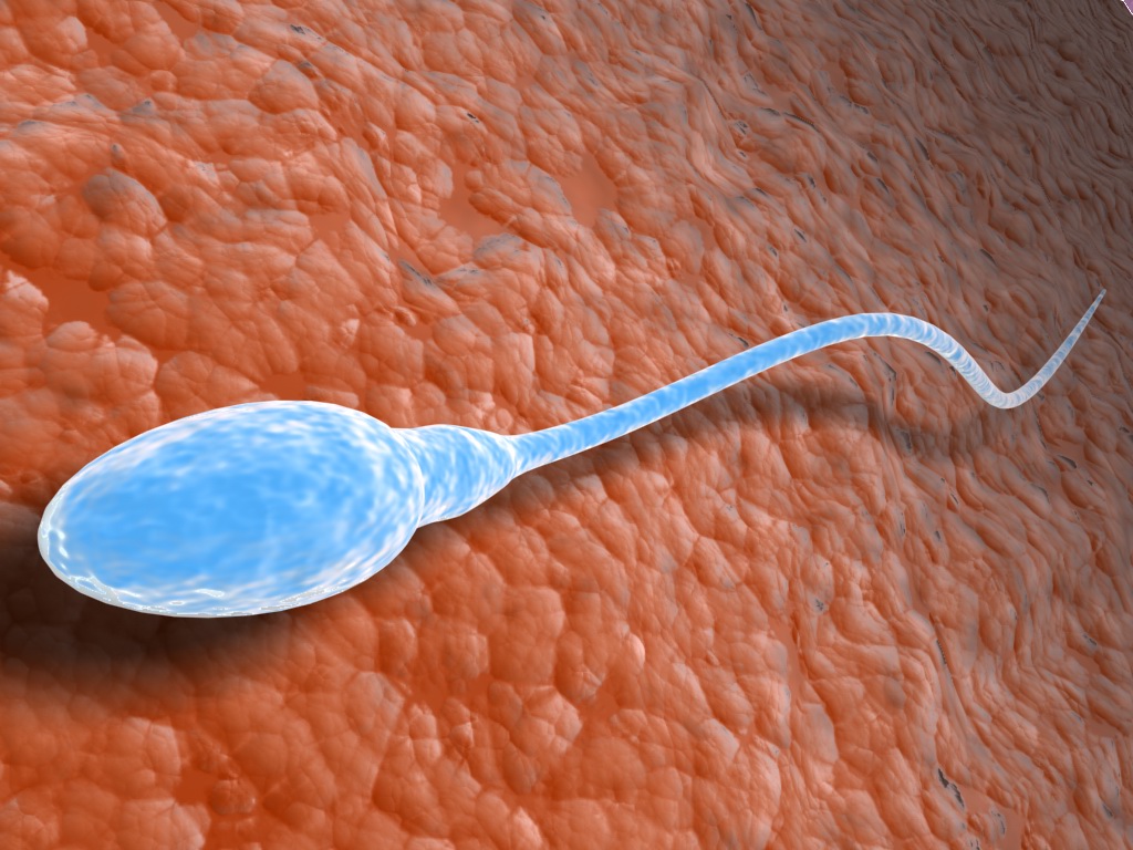 Wieviel protein hat sperma.