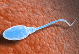 Sperma czym jest i jakie ma właściwości