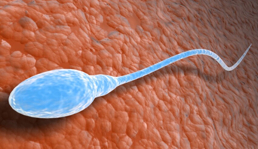Sperma czym jest i jakie ma właściwości