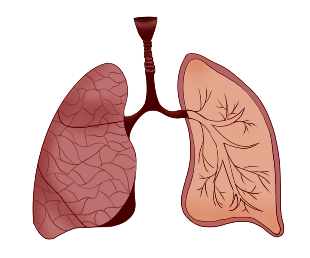 płuca człowieka